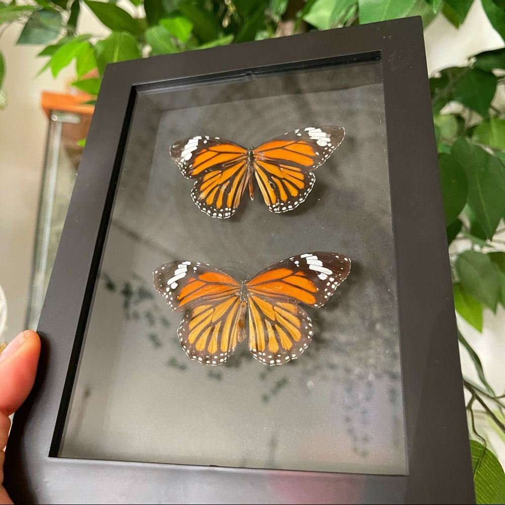 Butterfly frames - Picture 2 of 5